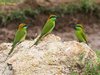 Gree Bee-eaters
