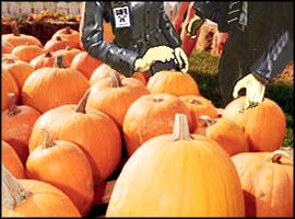 Pumpkin Patch