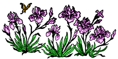 Orchids