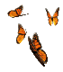 butterflys