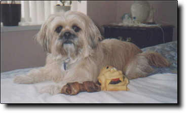 Shih Tzu Photo (10K)