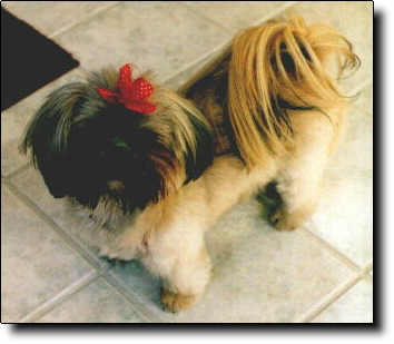Shih Tzu Photo (15K)