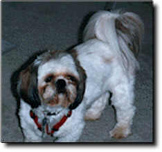 Shih Tzu Photo (8K)