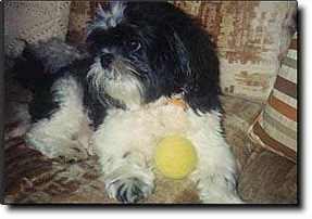 Shih Tzu Photo (10K)