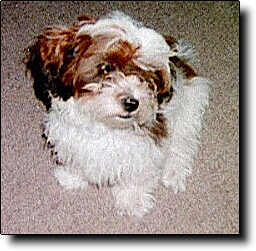 Shih Tzu Photo (14K)