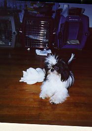 Tia