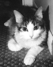 Ziggy