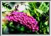 buddleia.jpg