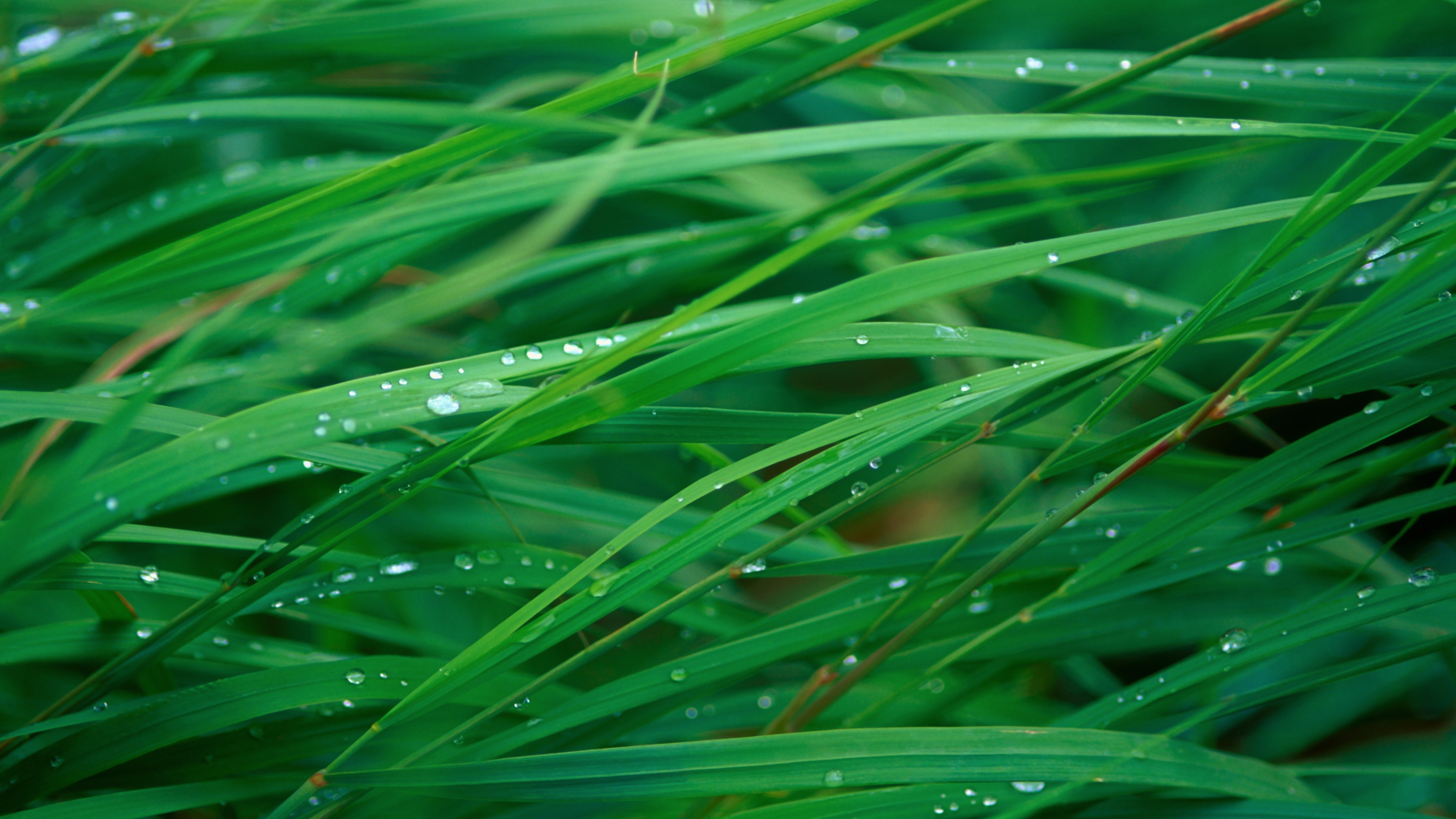 Grass Blades (10.11 version).jpg