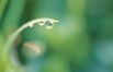 Dew Drop (wide screen).jpg