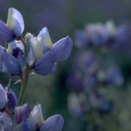 Blue Flowers.png