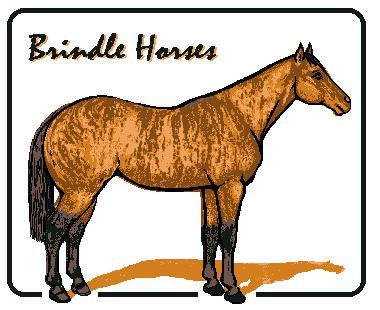 Brindle Horse Patterns: A Genetic Study
