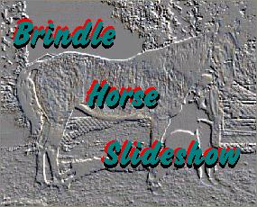 Brindle Horse Slideshow