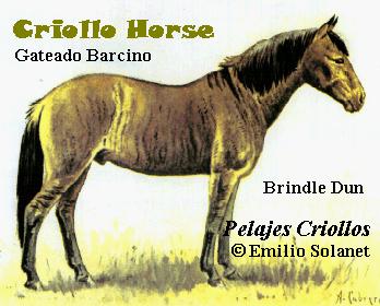 Picture of a Brindle Horse