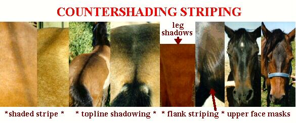 Pictures of Countershading Striping