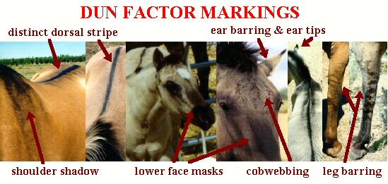 Pictures of Dun Factor Markings