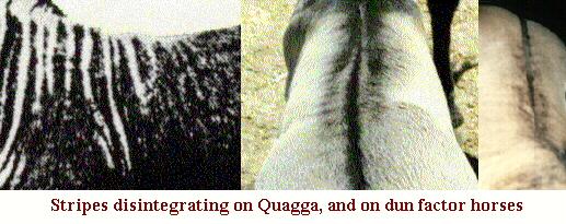 Picture of Quagga and Dun Factor colt