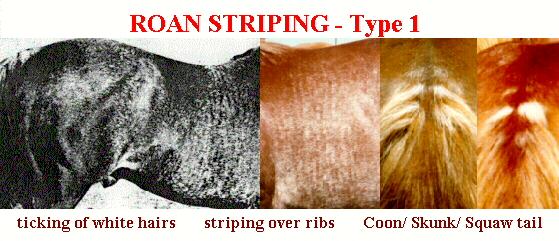 Pictures of Roan Striping - Type 1