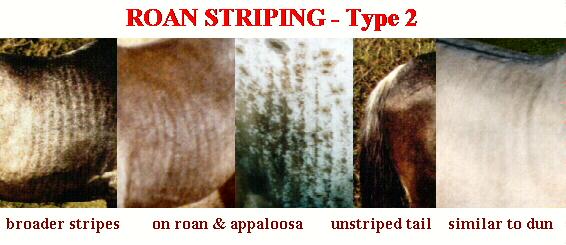 Pictures of Roan Striping - Type 2