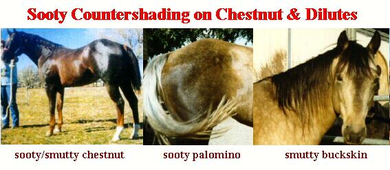 Examples of Sooty Countershading