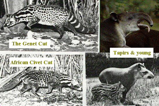 Picture of Tapirs and Civet/Genet cats