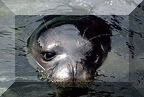 Mediterranian Monk Seal