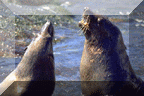 South African and Australian Fur Seals