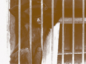 Macaco aranha ou Coat preso num zoolgico da Bahia
