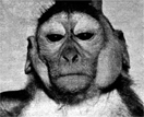 Macaco Rhesus infectado experimentalmente com o vrus da caxumba