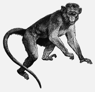 macaque - Primate Gallery
