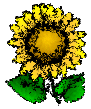 Yellow Sunflower Artsy