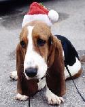 Basset