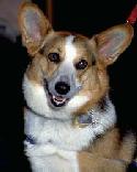 Corgi