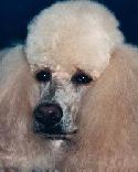 Poodle