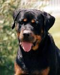 Rottweiler