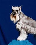 Schnauzer