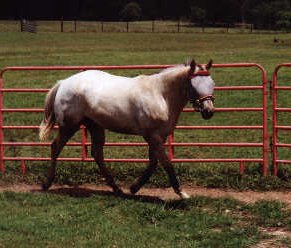 Sundrop trotting
