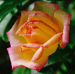 Peace Rose