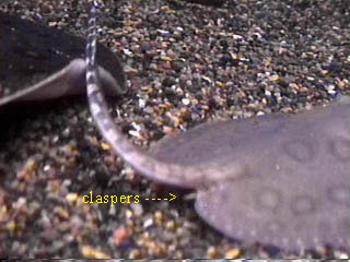 Claspers already visible which indicates a male stingray