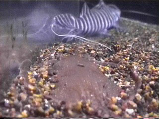 Hiding behind Mr. Tiger Catfish