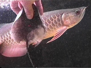 Red tail swims by still wanting a piece of the ray