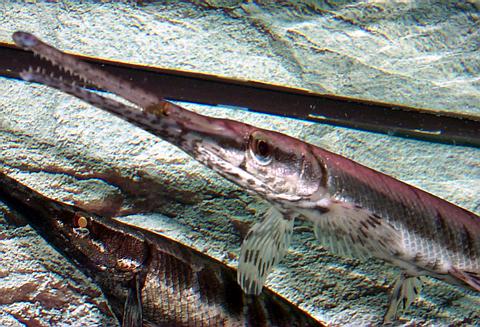 Spotted Gar chomps down
