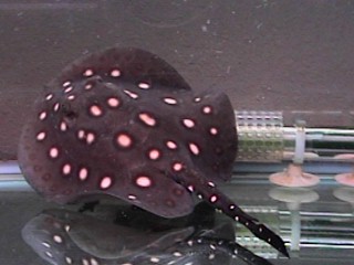 this ray would have been toast!