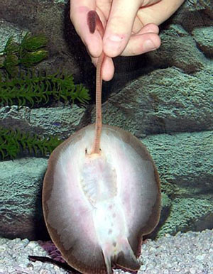 Teacup ray being handfed earthworms