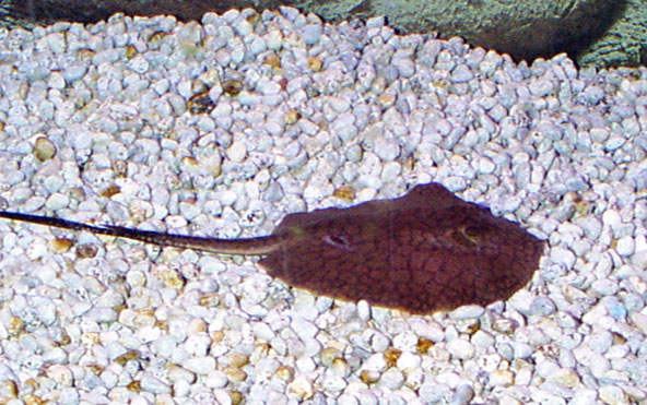 Male Tea Cup Ray