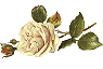 white rose