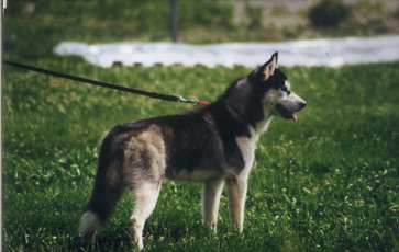 The Working Dog Ring Home Page