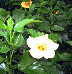 /user/hibiscus1.gif