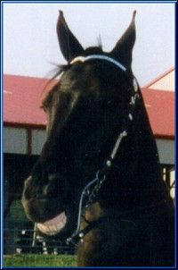 Justice the Smiling Horse!