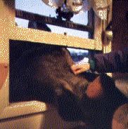 Cow moose looking into our kitchen window